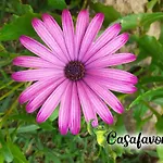Casafavorita - Meer- Und Teideblick Fuer Zwei 公寓