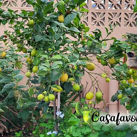 Casafavorita - Meer- Und Teideblick Für Zwei