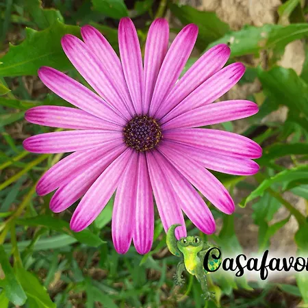 Casafavorita - Meer- Und Teideblick Für Zwei Apartment