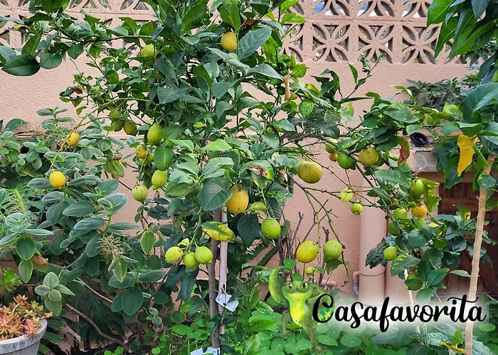 Casafavorita - Meer- Und Teideblick Fuer Zwei