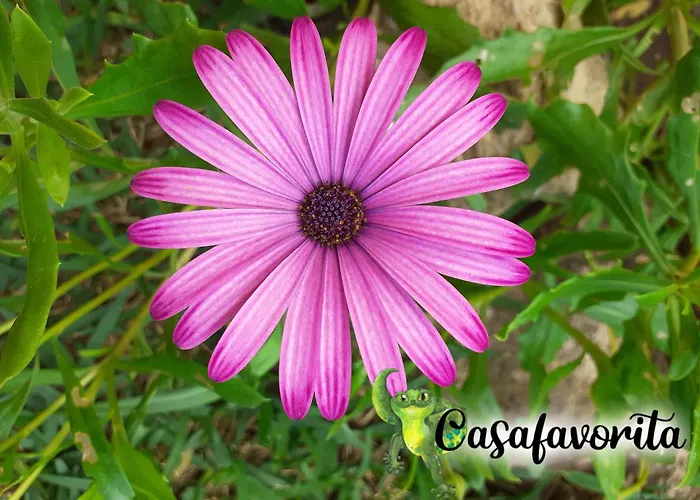 Casafavorita - Meer- Und Teideblick Fuer Zwei Appartamento