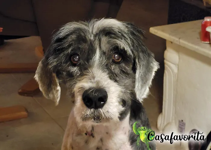 شقة Casafavorita - Meer- Und Teideblick Fuer Zwei Buen Paso